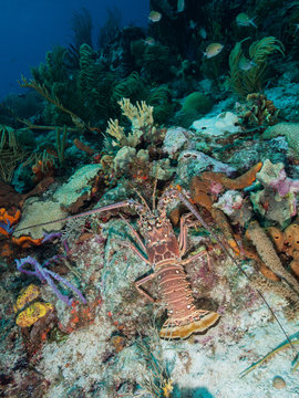 underwater  Caribbean Spiny lobster (Panulirus argus) inhabits tropical and subtropical waters of the Atlantic Ocean, Caribbean Sea,