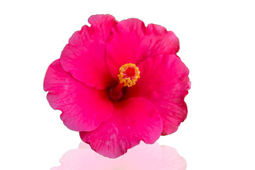 Fototapeta premium Pink hibiscus isolated on white background. Save with cliping path