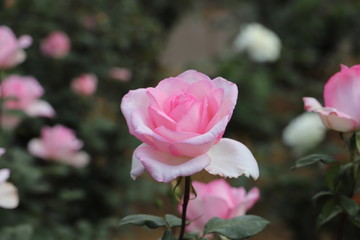 バイオリーナ　ソフトピンクのバラ