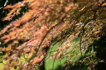  various tree images and backgrounds