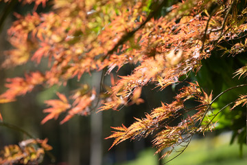  various tree images and backgrounds