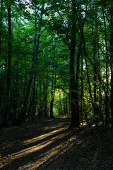 Sun shines through the tree-leaves in a Moscow park.