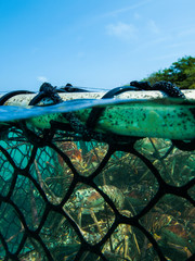 Arthropod Caribbean Caribbean Sea, Spiny Lobster, Close-Up, - , Seafood market, Panulirus argus,...