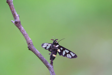 Colorful butterflies On a dry branch with Green background