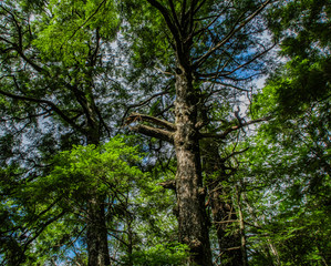 Obraz premium 森林浴,森,樹林,樹木,自然,大自然,風景,緑,広葉樹,夏,夏空,晴れ,晴天,山,日本の山,百名山,日本百名山,大菩薩峠,登山道,白樺,ジャングル,冷涼,冷涼感