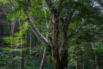Obraz premium 森林浴,森,樹林,樹木,自然,大自然,風景,緑,広葉樹,夏,夏空,晴れ,晴天,山,日本の山,百名山,日本百名山,大菩薩峠,登山道,白樺,ジャングル,冷涼,冷涼感