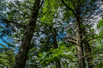 森林浴,森,樹林,樹木,自然,大自然,風景,緑,広葉樹,夏,夏空,晴れ,晴天,山,日本の山,百名山,日本百名山,大菩薩峠,登山道,白樺,ジャングル,冷涼,冷涼感