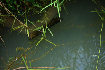A shiny and burnt piece of wood floating in the water
