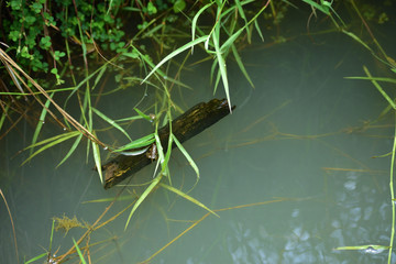 A shiny and burnt piece of wood floating in the water