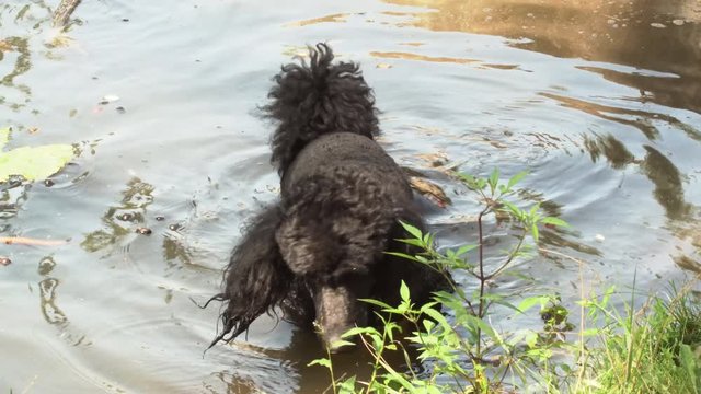 The black dog jumped into the pond and found a stick there on the owners command