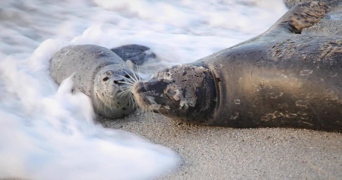 Harbor Seal Mother Loses Pup In Surf