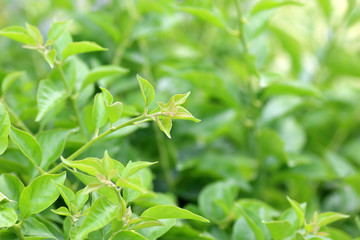 Fototapeta premium nature view of green leaf on blurred greenery background