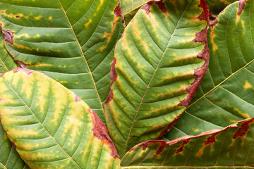 Green and dry leaf texture background, Natural texture background