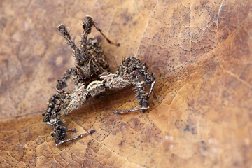 Brown jumping spider on dry leaf background