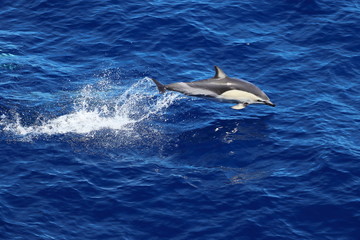 Naklejka premium Dolphin jumping and swimming in the ocean. Common dolphin Delphinus delphis in natural habitat. Marine mammal in Norht Pacific ocean.