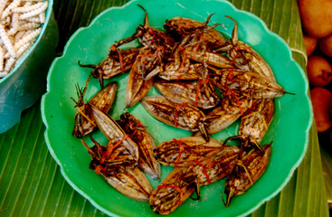 Thai Food. Fried Insect - Chiang Mai