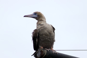 Young Red-footed Booby (Sula sula) bird sitting on the ship mast on sky background. Marine bird in natural habitat. North Pacific ocean.