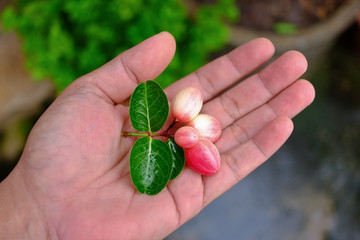 carunda on my hand in rainy season