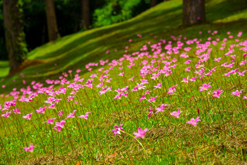 Zephyranthes Lily, Rain Lily, Fairy Lily. The flower growth in the garden