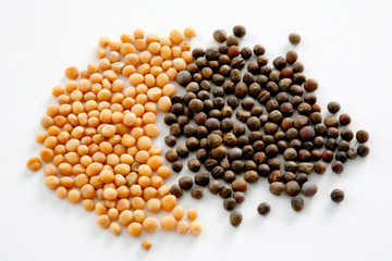 Spices. Mustard - Studio