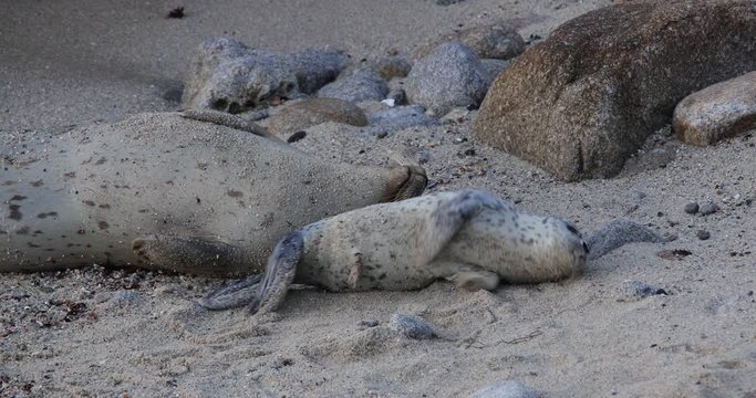 Harbor Seal Pup Plays On Beach While Mother Rests