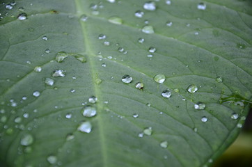 Shining drops of water