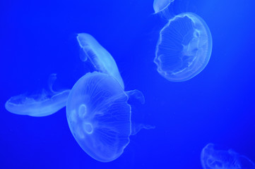 漂うクラゲ