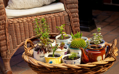 succulents potted in old cups, jug and tea pot on wicker tray in garden, alternative to plastic pots, recycle, upcycle and reuse for sustainable living