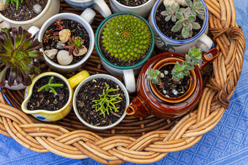 Close up of cups, jug and tea pot containing succulent plants on wicker tray in garden, alternative to plastic pots, recycle, upcycle and reuse for sustainable living