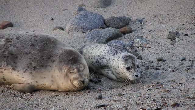 Harbor Seal Pup Surprised By Wave On Beach