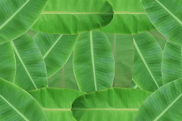 Background of fresh green banana leaf texture.