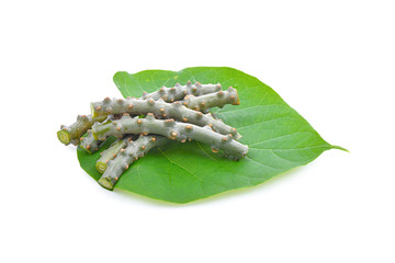Tinospora crispa on white background