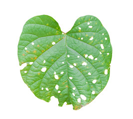 Leaf with holes isolated on white background. Green leaves are eaten by worms or pests. Object with...