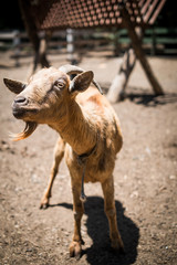 Fototapeta premium goat on farm