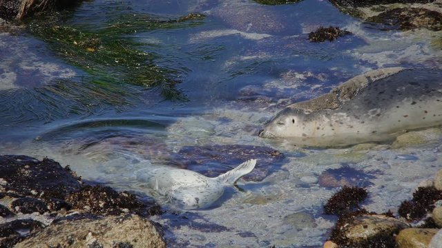 Harbor Seal Pup Plays In Tide Pool While Mother Looks On