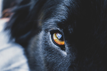 Obraz premium Eyes 