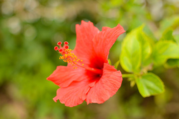 ハイビスカス