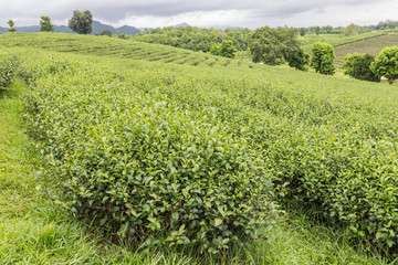 Fototapeta na wymiar Green tea leaves in a tea plantation in the daytime.