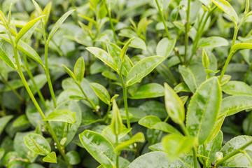 Green tea bud and fresh leaves in the tea plantations.
