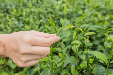 Tea leaves The view of a woman holding a tea leaf.