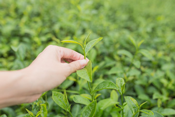 Picking tea leaves by hand in organic green tea farm in the morn.