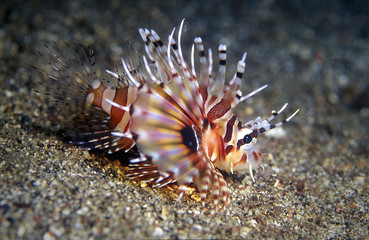 Juvenile lionfish, native to the Indo-Pacific. It have combination of color with red, white, creamy, or black bands, showy pectoral fins, and venomous spiky fin rays. 