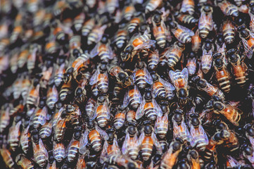 The swarm of bees gathered on their nest