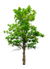 Tree isolated on white background with clipping path04