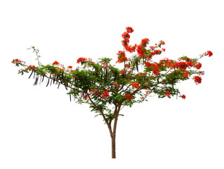 Flam-boyant, The Flame Tree, Royal Poinciana isolated on white background with clipping path