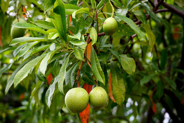 Fruit. Look Teen Ped Nam - Studio