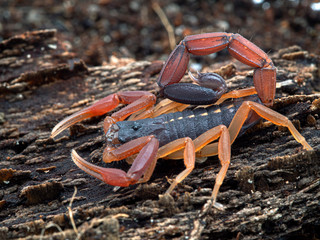 freshly moulted brightly coloured juvenile brown bark scorpion, Centruroides gracilis, on bark, from the side