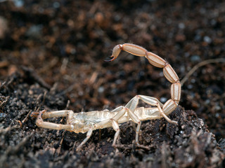 shed skin from a juvenile brown bark scorpion, Centruroides gracilis, on bark, from the side
