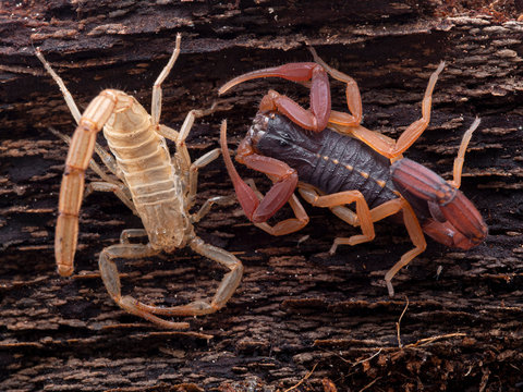 freshly moulted juvenile brown bark scorpion, Centruroides gracilis, next to its shed skin, on bark, from above