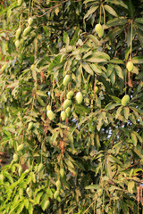 Fototapeta premium Fruit on tree. MANGO - Chiang Mai